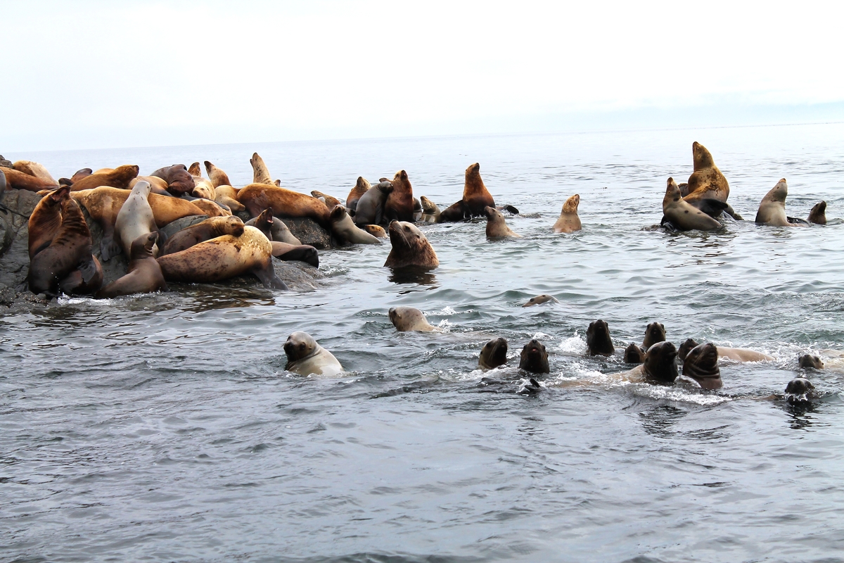 Sea Lion